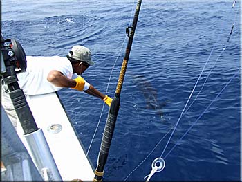 Leadering sailfish