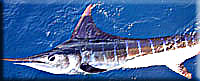 striped marlin